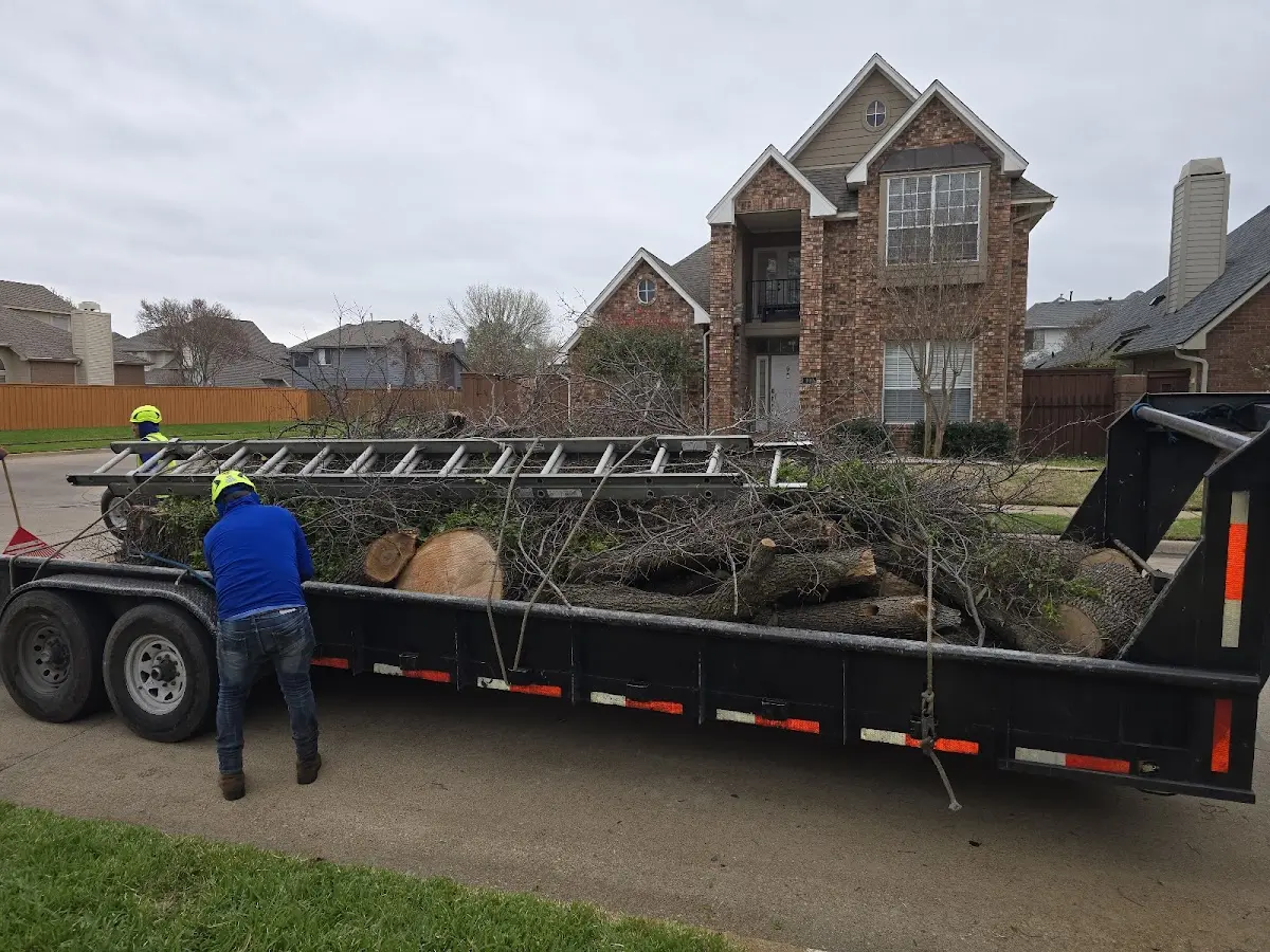 Expert Tree Fertilization with proper safety equipment in Woodinville